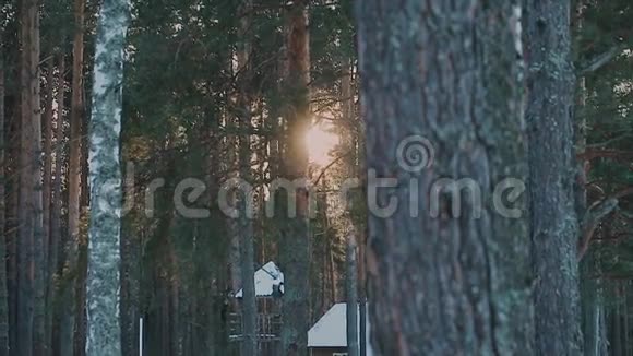 傍晚的冬季森林观景视频的预览图