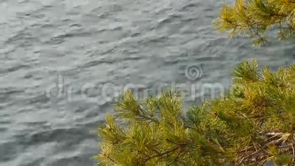 松枝迎风拍打蓝湖科莫表面视频的预览图