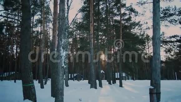傍晚的冬季森林观景视频的预览图
