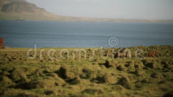 美丽的北方自然景观冰岛野马群在田野里疾驰而过视频的预览图