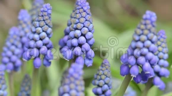 蓝色葡萄风信子花的花头在春天开花视频的预览图