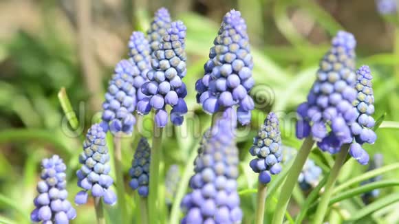 春日蓝葡萄风信子花开的野生蜜蜂视频的预览图