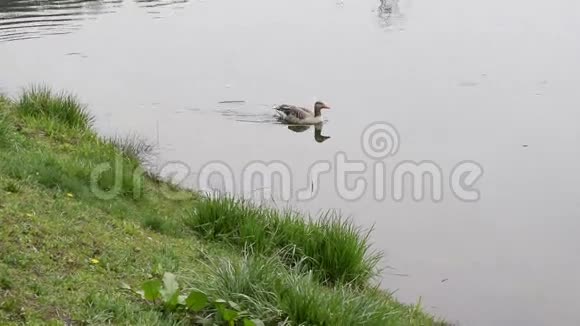 夏季成年鹅在池塘游泳视频的预览图