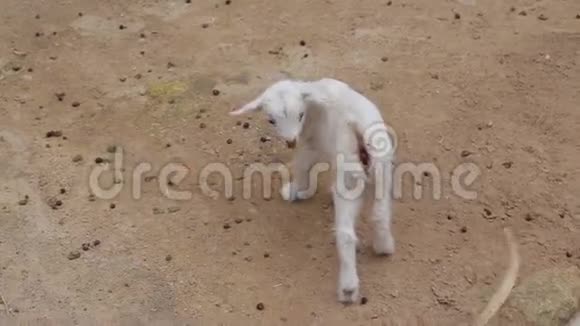 农场里的成年山羊和小孩视频的预览图