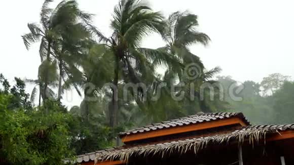 热带雨水下的棕榈树及屋顶视频的预览图