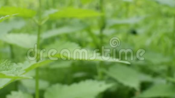 沙佛甲虫坐在绿色的船尾在风中摇曳森林虫的特写镜头滑块射击视频的预览图