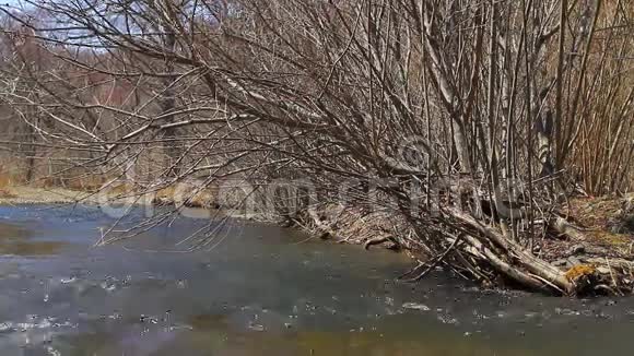 春天的泰加河视频的预览图