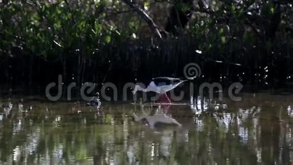 古巴鸟类保护区内的黑颈高跷西曼塔布西马努斯视频的预览图