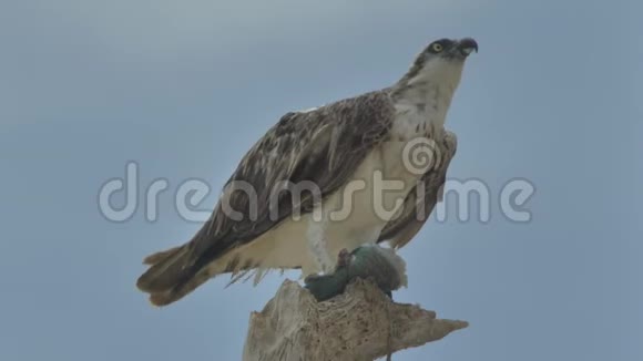猎物鸟吃树上的鱼埃及视频的预览图