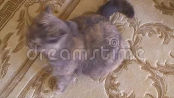 猫坐在地毯上视频的预览图