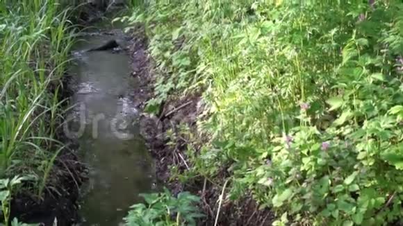 苔藓覆盖的石头和岩石沿着水流穿过绿色的夏季森林视频的预览图