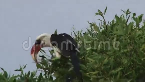 大黄蜂喂食视频的预览图