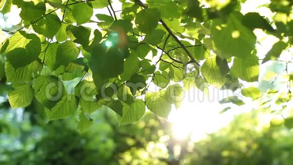 明亮的绿叶在树上被阳光照亮视频的预览图