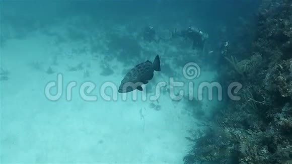 在加勒比海的珊瑚礁附近漂浮着一只大的粥视频的预览图