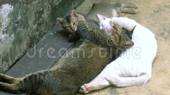 三只可爱的猫躺在一起视频的预览图