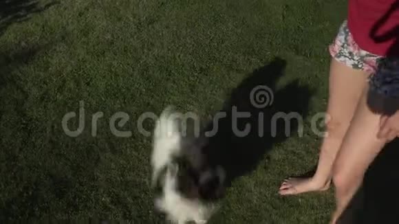 有趣的帕皮龙犬在草地上玩耍的视频视频的预览图