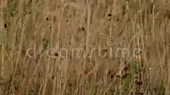 大草原视频的预览图