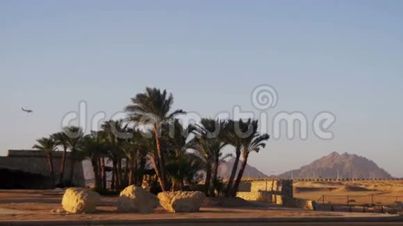 沙漠和高原天空背景热带棕榈树视频的预览图