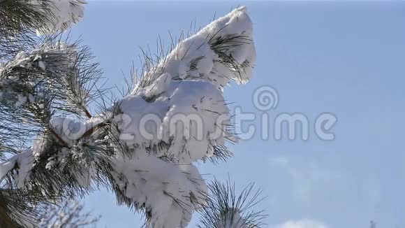 雪融化树枝雪降临蓝天白云时间流逝视频的预览图