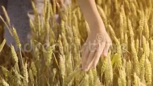 女农民夏天在田里摸麦穗农业概念视频的预览图