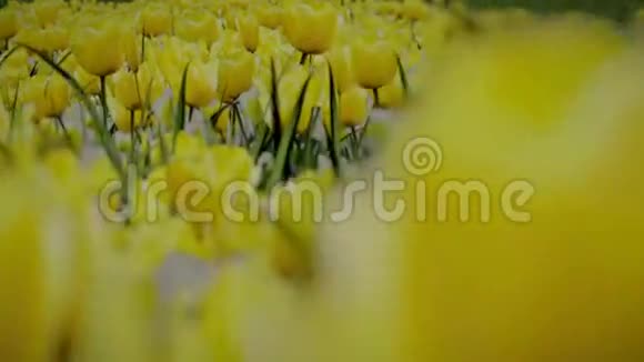 花园里的黄花视频视频的预览图