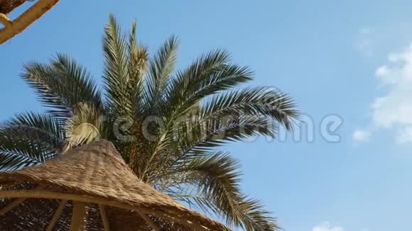 滩伞和棕榈树视频的预览图