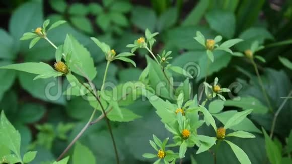 拜登斯特里帕蒂塔欧洲的药用植物视频镜头静态摄像机视频的预览图