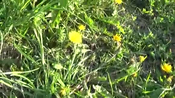 春天的草地上有蒲公英去除了主观相机的运动稳定性视频的预览图
