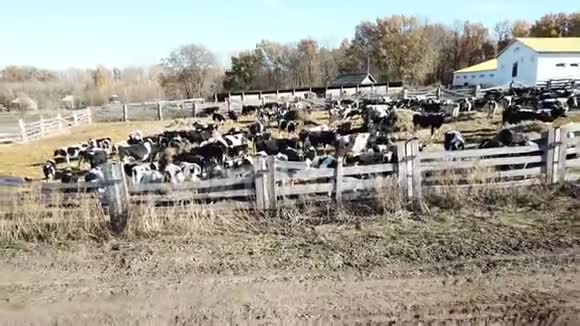 奶牛场和谷仓射击直升机视频的预览图