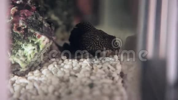 家养鱼缸里的鲶鱼视频的预览图