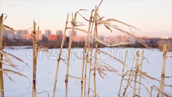 有着遥远城市背景的雪地上枯萎的玉米茎视频的预览图