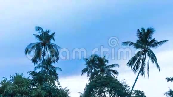 多云天气的棕榈树视频的预览图
