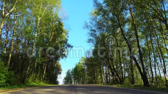 沥青乡村道路穿过美丽的野生森林视频的预览图