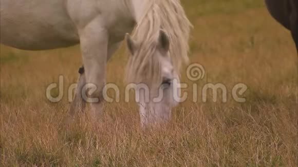 一匹白马在田里吃东西视频的预览图