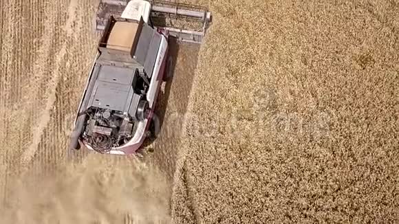 鸟瞰联合收割机收集小麦在日落收获麦田收获季节美丽的自然视频的预览图
