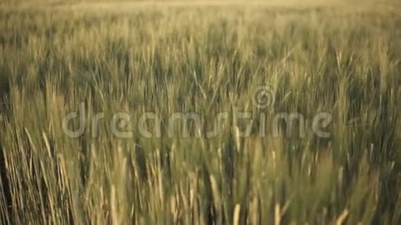 绿色黑麦的细节视频的预览图