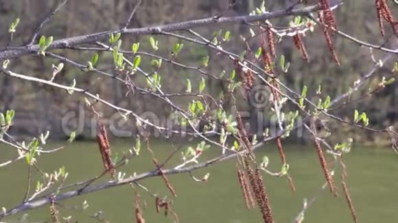 榛树的枝干风上有嫩芽和柳絮视频的预览图