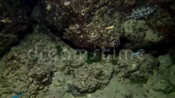 地中海鱼类的栖息地视频的预览图
