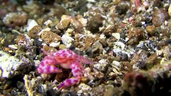 软珊瑚瓷砖伦贝海峡印度尼西亚视频的预览图