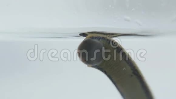 医用水蛭漂浮在水中的玻璃水族箱中视频的预览图