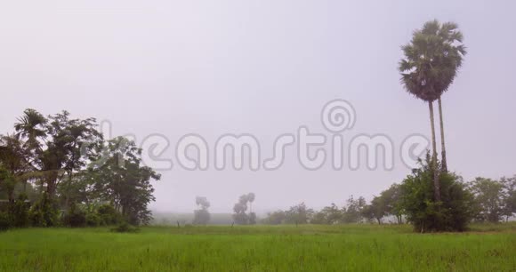 清晨薄雾弥漫的稻田里的糖棕树视频的预览图