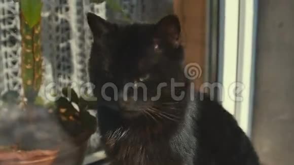 猫用太阳观察窗户附近小猫坐在窗户上看着在外面视频的预览图
