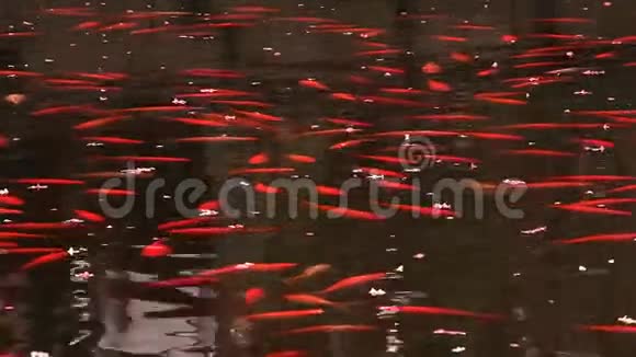 在水和金鱼上开花的樱桃花瓣视频的预览图