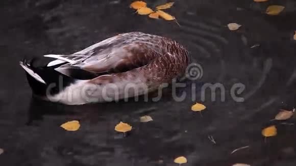 鸭子漂浮在黄色的秋叶之间视频的预览图