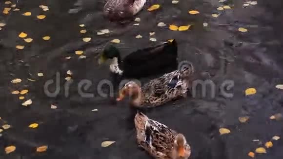 鸭子在黄叶间潜水视频的预览图