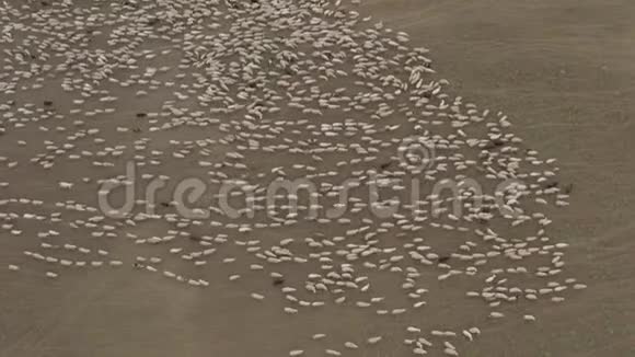 一群羊在山上吃草4K无人机视频的预览图