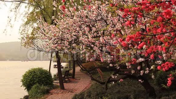 春暖花开樱花湖船中国视频的预览图