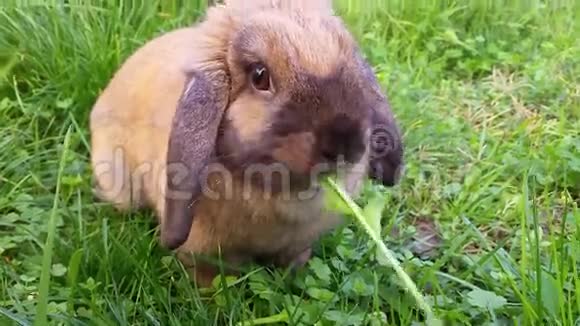 可爱的兔子吃草视频的预览图