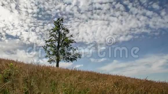 云移过榉树和干草田时间流逝视频的预览图
