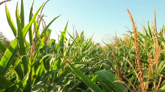 农业领域的绿色玉米植物视频的预览图